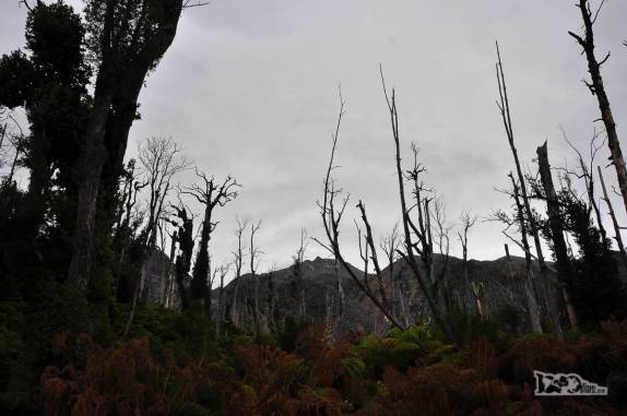 A vegetação cresce onde antes havia uma densa floresta, completamente destruída pelo vulcão Chaitén em Maio de 2008, no sul do Chile